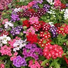 Verbena Dwarf Mix Flower seeds for Planting - Pollinator Friendly, Heirloom & GMO Free Seeds for Home Garden
Sale seeds for home garden