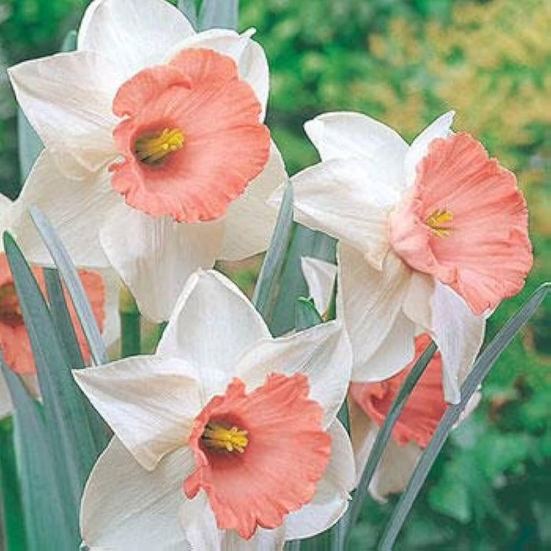 Nema Double Petals Narcissus Flower seeds for Planting - Drought Tolerant, Heirloom & GMO Free Seeds for Home Garden