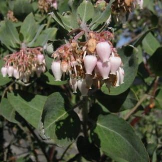 Whiteleaf Manzanita Flower seeds for Planting - Low Maintenance, Heirloom & GMO Free Seeds for Home Garden
Sale seeds for home garden