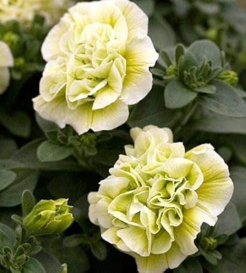 Cream Petunia Flower Seeds for Planting Heirloom NONGMO Seeds Easy to Grow Garden Blooms Hardy Variety
Sale