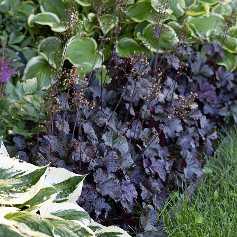 Black Obsidian Flower seeds for Planting - Cottage Garden Essential, Heirloom & GMO Free Seeds for Home Garden
Sale seeds for planting in home garden