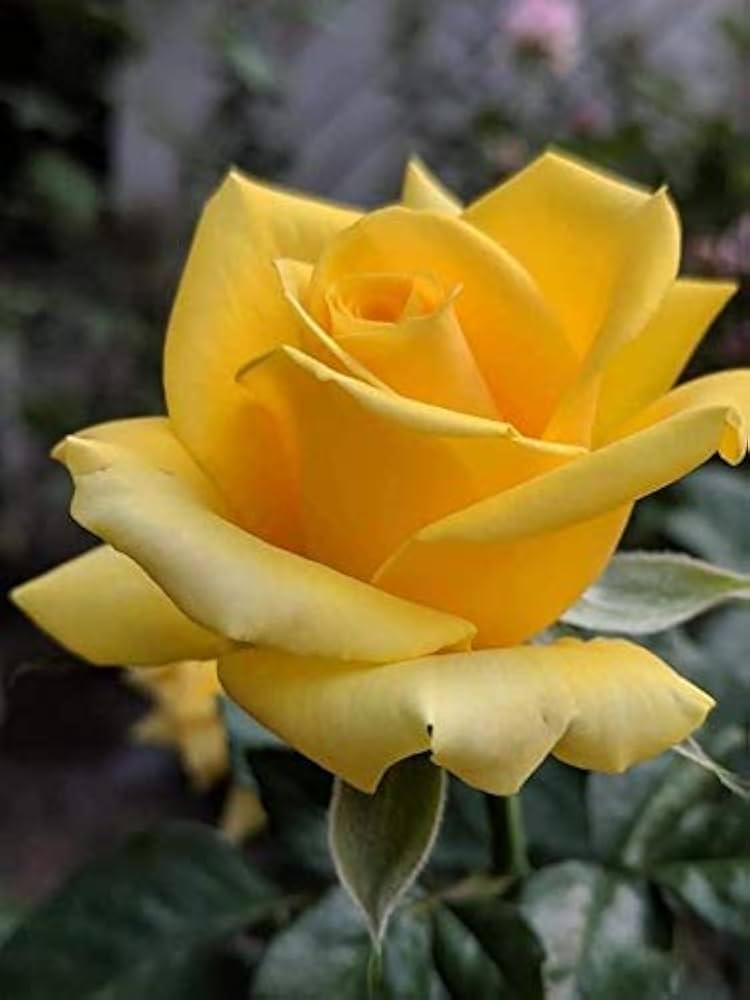Goldish Yellow Rose Flower seeds for Planting - Drought Tolerant, Heirloom & GMO Free Seeds for Home Garden