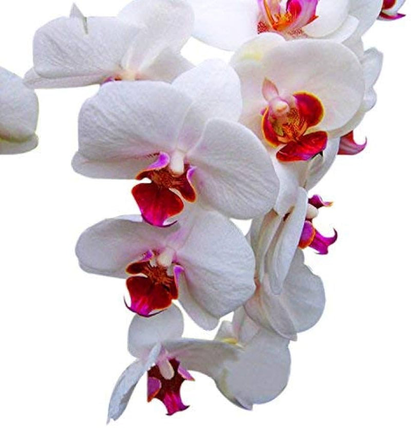 White Red Phalaenopsis Orchid Flower Seeds for Planting Low Maintenance Heirloom & GMO Free Seeds for Home Garden
Sale