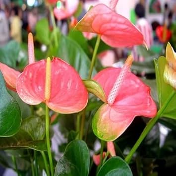 White Pink Anthurium Flower Seeds for Planting Garden Favorite Heirloom & GMO Free Seeds for Home Garden
Sale