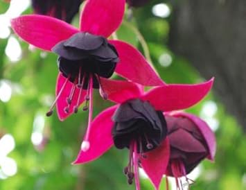 Black Pink Fuchsia Flower seeds for Planting - Garden Favorite, Heirloom & GMO Free Seeds for Home Garden
Sale seeds for planting in home garden