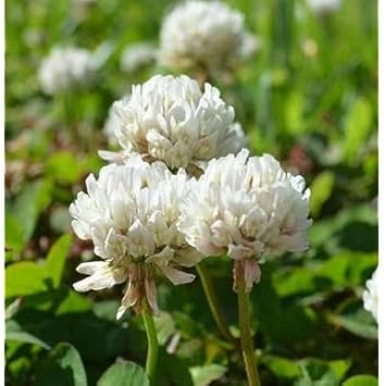 Dutch Clover Flower seeds for Planting - Sun Loving, Heirloom & GMO Free Seeds for Home Garden
Sale for planting in home garden