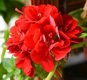 Red Sementes Flower seeds for Planting - Easy to Grow, Heirloom & GMO Free Seeds for Home Garden
Sale for planting in home garden