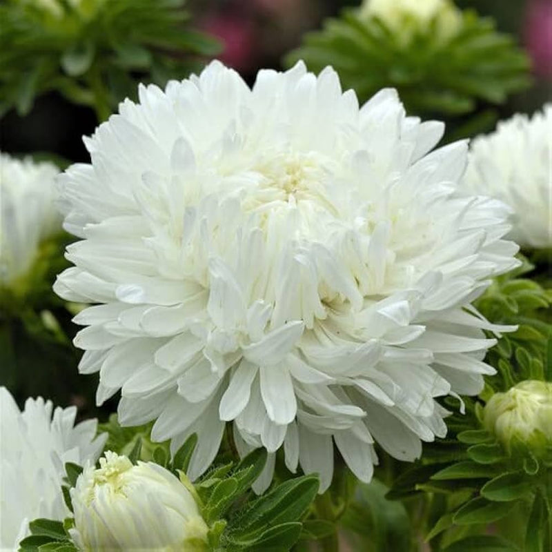 White Peony Flower Seeds for elegant, pure garden blooms