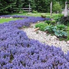 Ajuga Flower seeds for Planting Premium Quality Heirloom & GMO Free Seeds for Home Garden
Sale for planting in home garden