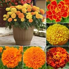 Marigold Flower seeds for Planting - Wildflower Mix, Heirloom & GMO Free Seeds for Home Garden
Sale seeds for home garden