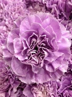 Lavender Carnation Flower seeds for Planting - Wildflower Mix, Heirloom & GMO Free Seeds for Home Garden
Sale seeds for planting in home garden