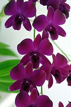 Dark Purple Dendrobium Flower seeds for Planting - Easy to Grow, Heirloom & GMO Free Seeds for Home Garden
Sale for planting in home garden.