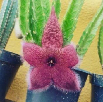 Stapelia Flower seeds for Planting Low Maintenance Heirloom & GMO Free Seeds for Home Garden
Sale for planting in home garden
