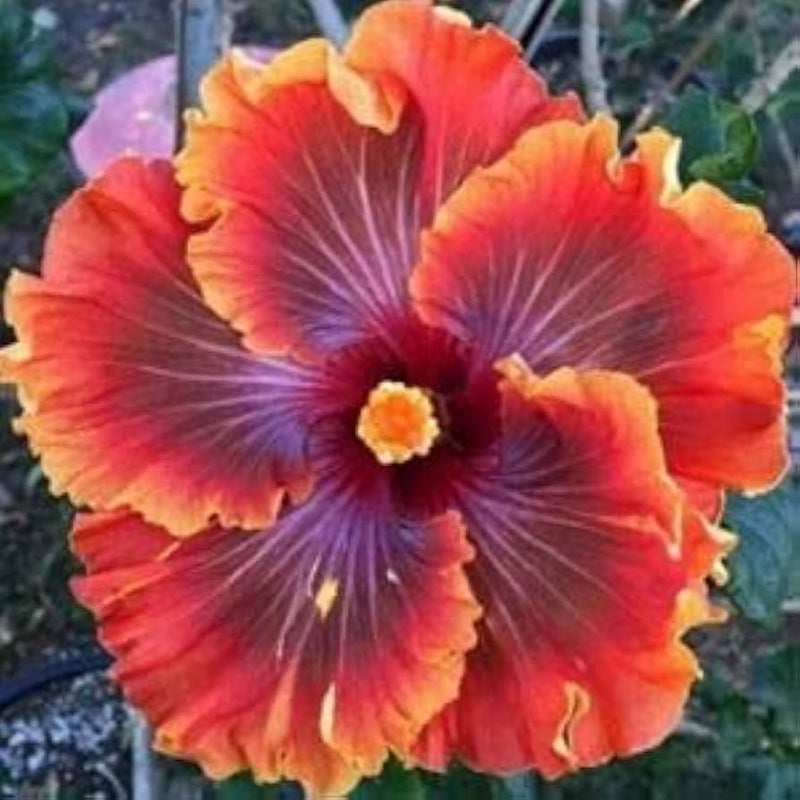 Purple Orange Hibiscus Flower seeds for Planting - Pollinator Friendly, Heirloom & GMO Free Seeds for Home Garden
Sale seeds for home garden