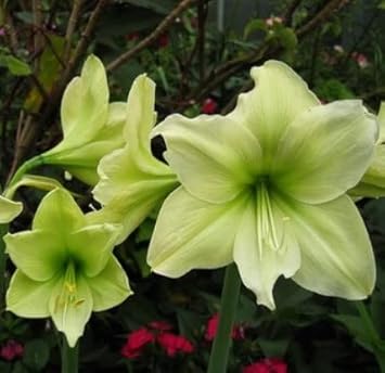 Green Hippeastrum Rutilum Flower seeds for Planting - Easy to Grow, Heirloom & GMO Free Seeds for Home Garden
Sale seeds for planting in home garden