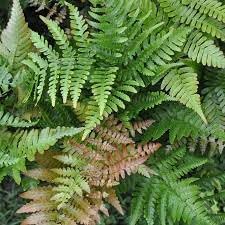 Dryopteris Erythrosora Flower seeds for Planting Premium Quality Heirloom & GMO Free Seeds for Home Garden
Sale for planting in home garden