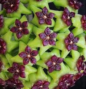 Green Maroon Hoya Flower seeds for Planting - Vibrant Colors, Heirloom & GMO Free Seeds for Home Garden
Sale for planting in home garden.