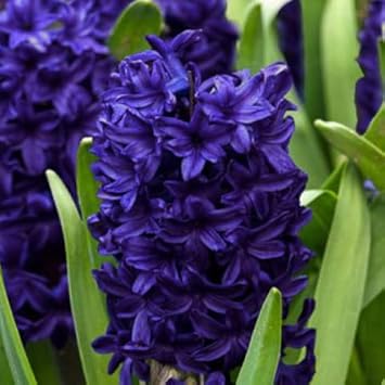 Deep Blue Hyacinthus Orientalis Flower seeds for Planting - Vibrant Colors, Heirloom & GMO Free Seeds for Home Garden
Sale seeds for planting in home garden