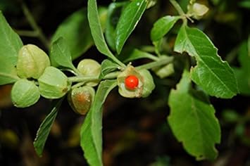Green Withania Somnifera Flower seeds for Planting - Easy to Grow, Heirloom & GMO Free Seeds for Home Garden
Sale for planting in home garden