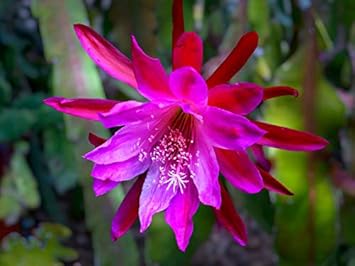 Pink Epiphyllum Oxypetalum Flower seeds for Planting - Hardy Variety, Heirloom & GMO Free Seeds for Home Garden
Sale seeds for planting in home garden