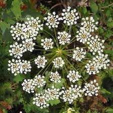 Anisum Flower seeds for Planting Wildflower Mix Heirloom & GMO Free Seeds for Home Garden
Sale for planting in home garden