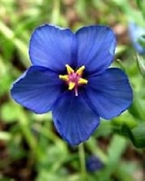 Blue Pimpernel Flower seeds for Planting - Cut Flower Favorite, Heirloom & GMO Free Seeds for Home Garden
Sale seeds for planting in home garden