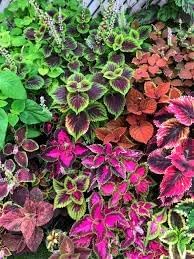 Heirloom Coleus Flower seeds for Planting Easy to Grow Heirloom & GMO Free Seeds for Home Garden
Sale for planting in home garden
