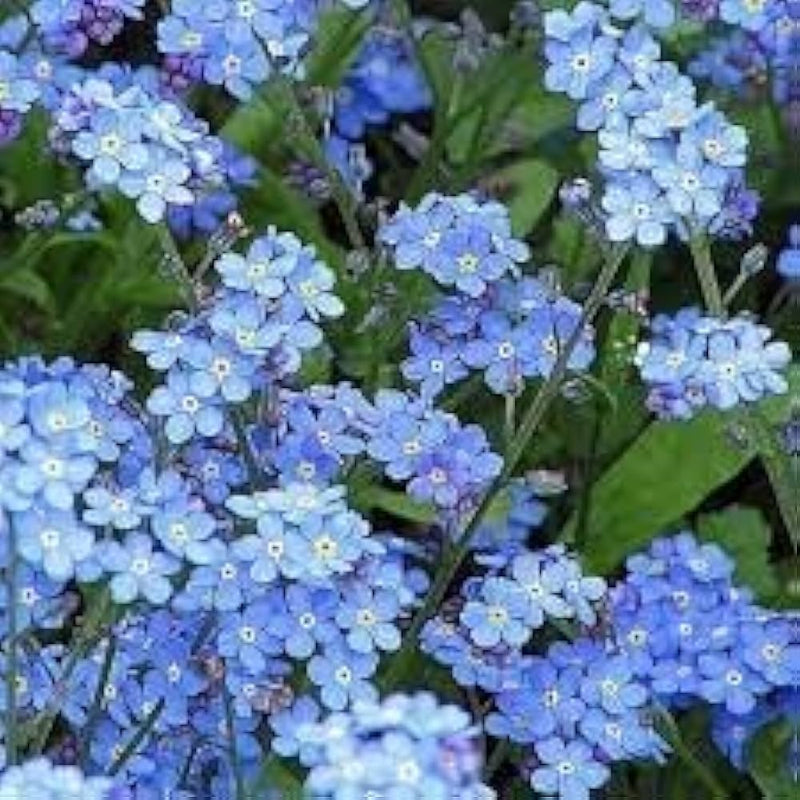 Mixed Myosotis Flower seeds for Planting - Sun Loving, Heirloom & GMO Free Seeds for Home Garden
Sale for planting in home garden.