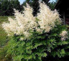Aruncus Dioicus Flower seeds for Planting Long Bloom Season Heirloom & GMO Free Seeds for Home Garden
Sale for planting in home garden