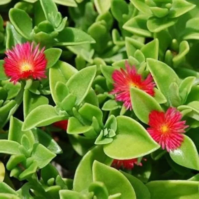 Aptenia Cordifolia Flower seeds for Planting - Seasonal Bloomer, Heirloom & GMO Free Seeds for Home Garden