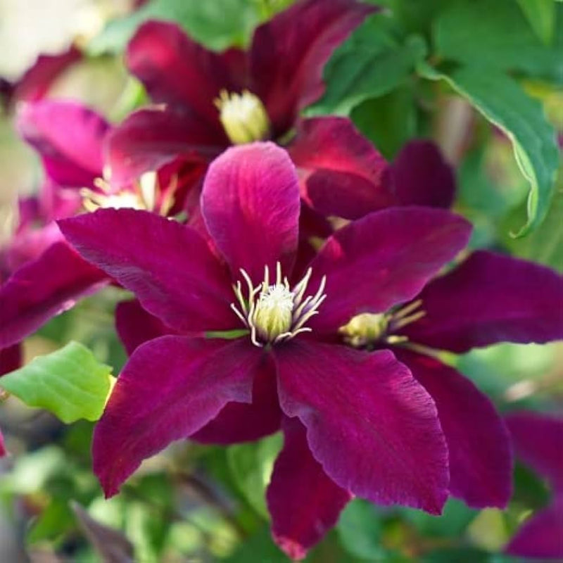 Pink Clematis Flower seeds for Planting Vibrant Colors Heirloom & GMO Free Seeds for Home Garden
Sale seeds for home garden planting