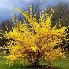 Trifoliate Forsythia Flower seeds for Planting - Sun Loving, Heirloom & GMO Free Seeds for Home Garden
Sale seeds for home garden