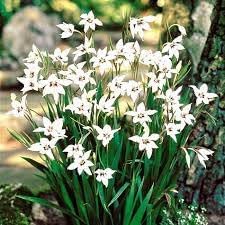Acidanthera Flower seeds for Planting Fragrant Blossoms Heirloom & GMO Free Seeds for Home Garden
Sale for planting in home garden