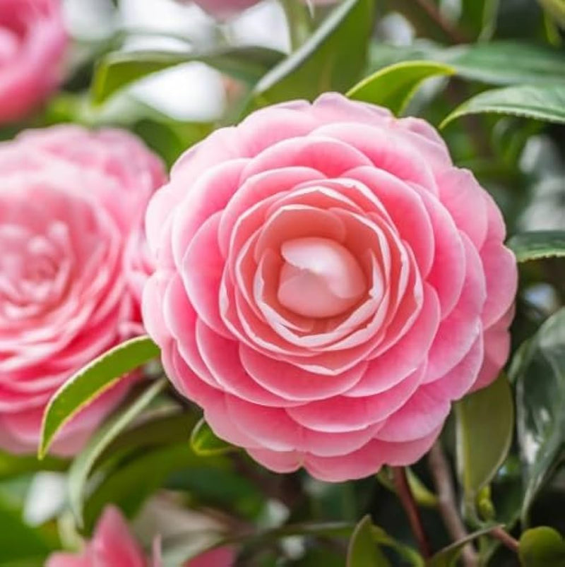 Pink Camellia Flower seeds for Planting - Drought Tolerant, Heirloom & GMO Free Seeds for Home Garden
Sale seeds for planting in home garden