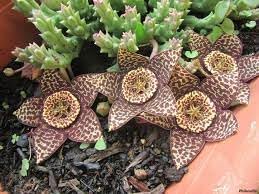 Orbea Cooperi Flower seeds for Planting Bright Blooms Heirloom & GMO Free Seeds for Home Garden
Sale for planting in home garden