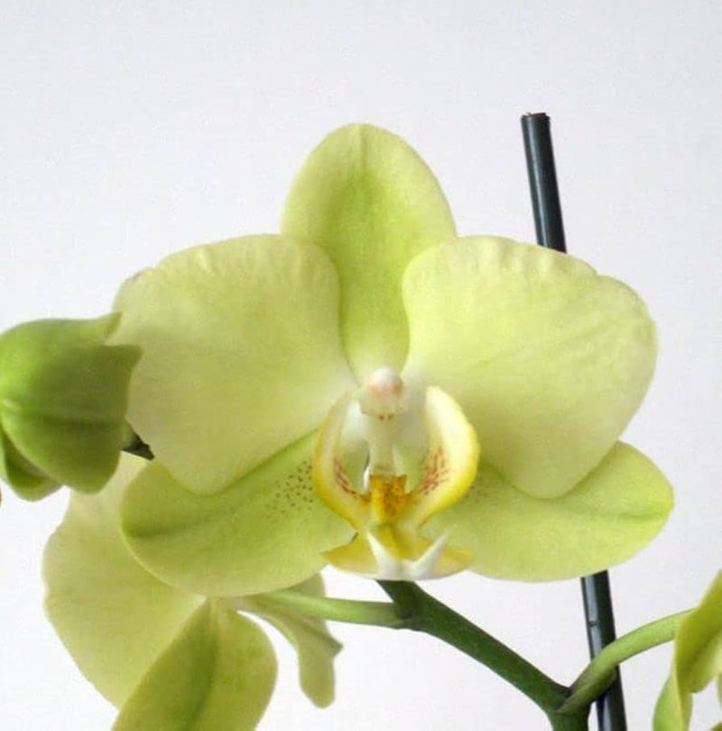 Pale Green Phalaenopsis Orchid Flower seeds for Planting - Drought Tolerant, Heirloom & GMO Free Seeds for Home Garden
Sale seeds for home garden