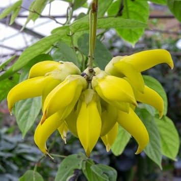 Endangered Jade Flower seeds for Planting Fragrant Blossoms Heirloom & GMO Free Seeds for Home Garden
Sale seeds for home garden planting
