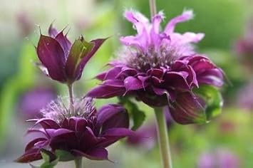 Monarda Hybrida Flower seeds for Planting - Perfect for Borders, Heirloom & GMO Free Seeds for Home Garden
Sale for planting in home garden