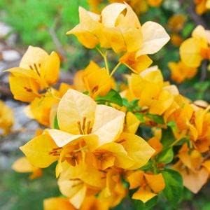 Bougainvillea Yellow Flower seeds for Planting - Cut Flower Favorite, Heirloom & GMO Free Seeds for Home Garden
Sale seeds for planting in home garden