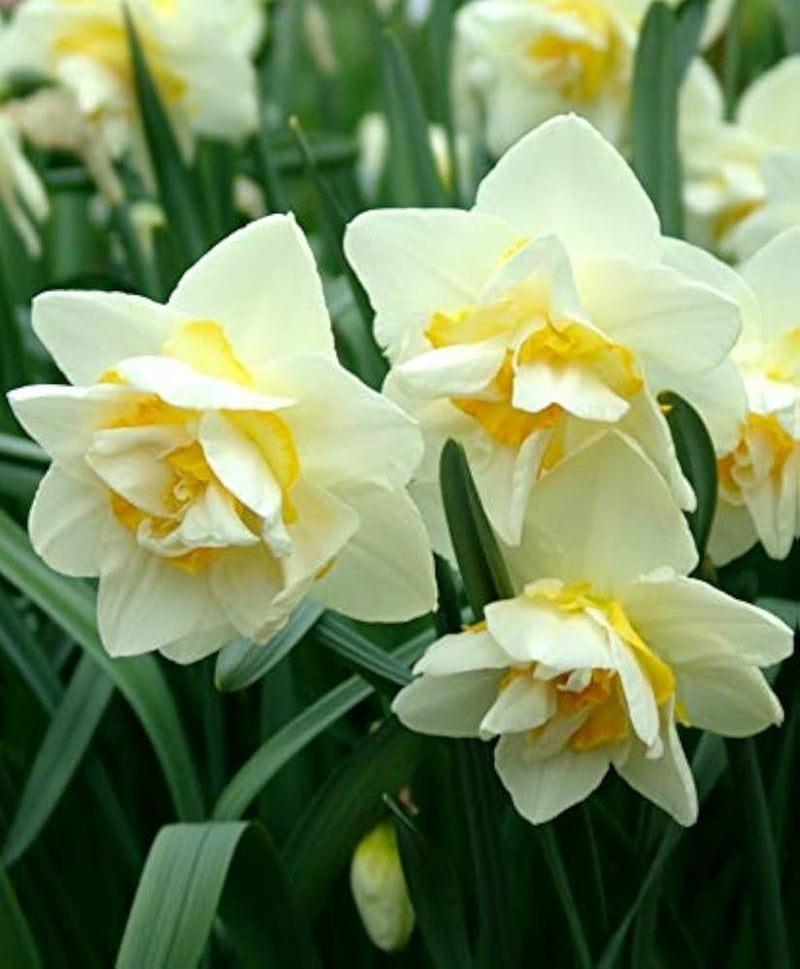White Yellow Double Petals Narcissus Daffodil Seeds for Planting Shade Tolerant Heirloom & GMO Free Seeds for Home Garden
Sale