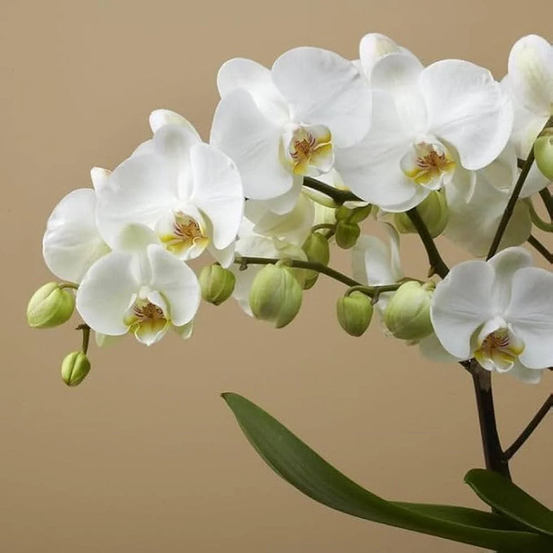 White Phalaenopsis Orchids Seeds for Planting Cottage Garden Essential Heirloom & GMO Free Seeds for Home Garden
Sale