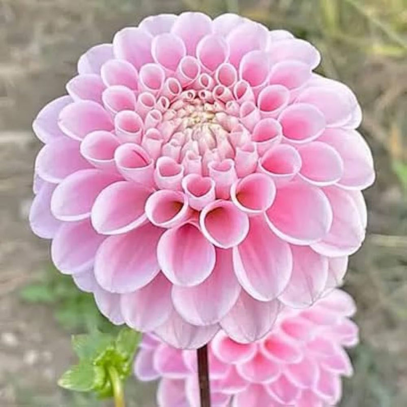 Pink Pompon Dahlia Flower seeds for Planting - Cottage Garden Essential, Heirloom & GMO Free Seeds for Home Garden
Sale seeds for home garden