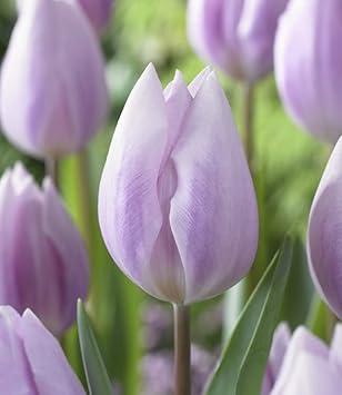 Light Purple Tulip Flower seeds for Planting Rich Blooms Heirloom & GMO Free Seeds For Home Garden
Sale for planting in home garden
