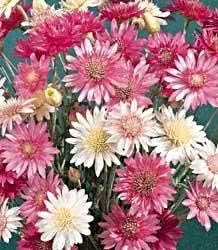 Mixed Xeranthemum Annum Flower seeds for Planting - Colorful Display, Heirloom & GMO Free Seeds for Home Garden
Sale seeds for home garden
