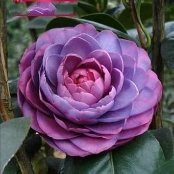 Purple & Pink Camellia Flower seeds for Planting - Wildflower Mix, Heirloom & GMO Free Seeds for Home Garden
Sale seeds for planting in home garden