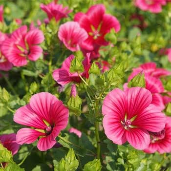 Pink Malope Flower seeds for Planting - Easy to Grow, Heirloom & GMO Free Seeds for Home Garden
Sale for planting in home garden