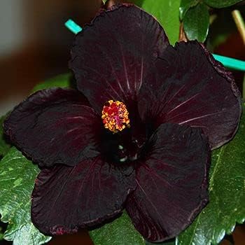 Black Hibiscus Flower seeds for Planting Shade Tolerant Heirloom & GMO Free Seeds for Home Garden
Sale seeds for home garden planting