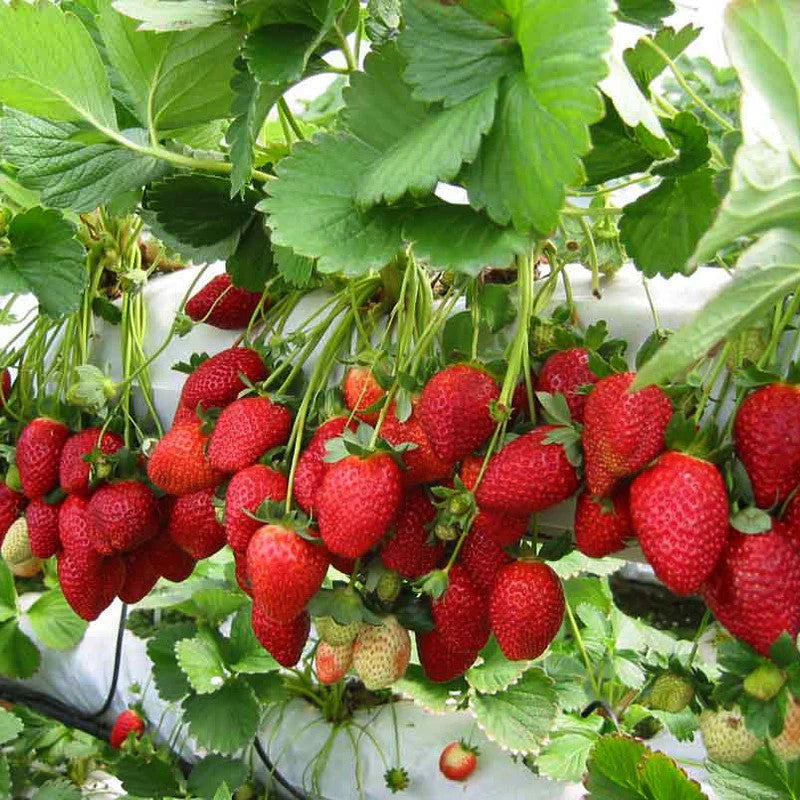 Strawberry Fruit Seeds for Planting Seed for Lush, Sweet Harvests Ideal for Gardeners Seeking