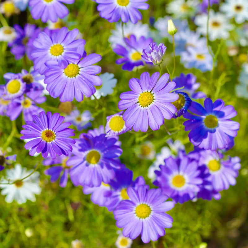 Blue Iberidifolia Flower seeds for Planting Sun Loving Heirloom & GMO Free Seeds for Home Garden
Sale seeds for home garden planting
