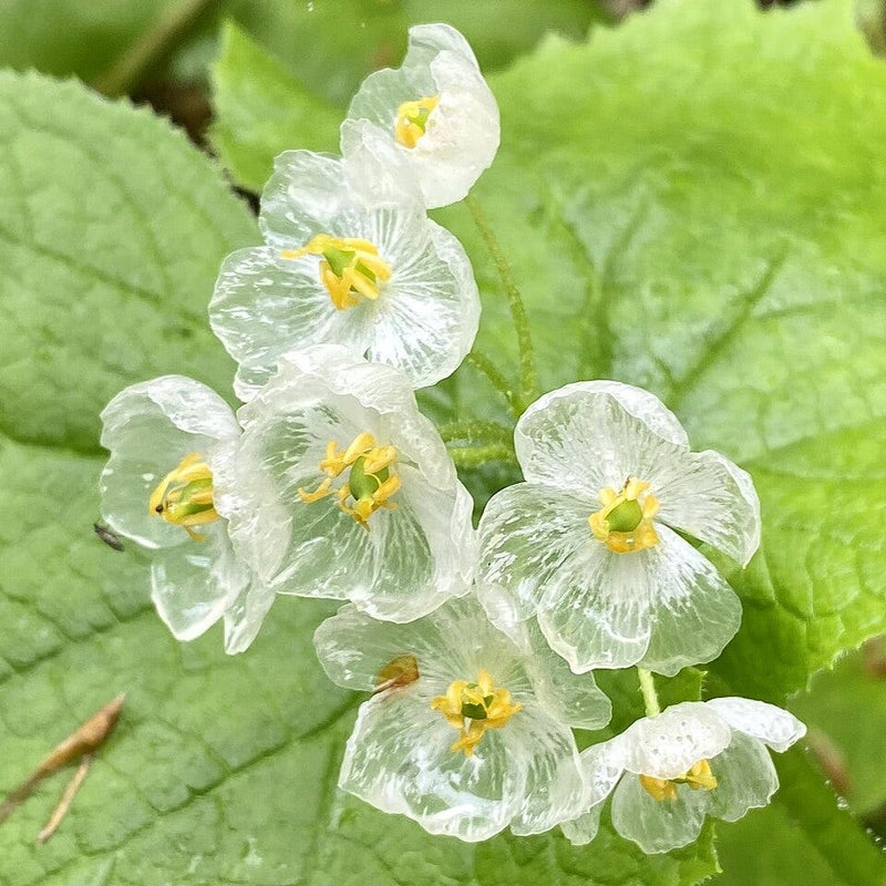 Skeleton Flower seeds for Planting Seasonal Bloomer Heirloom & GMO Free Seeds for Home Garden